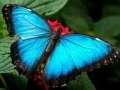 Игра Природа Пъзел Пеперуда онлайн