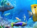 Игра Нека Ловим онлайн