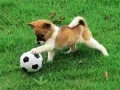 Игра Игрива кученце на открито пъзел онлайн Игра Игрива кученце на открито пъзел онлайн