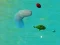 Игра ЩастливиАкули.io онлайн