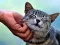 Игра Котка, която гъделичка онлайн