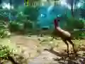 Игра Ловец 3D онлайн
