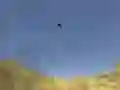 Игра Тукан Стрелец онлайн Игра Тукан Стрелец онлайн