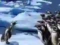 Игра Пингвините слайд онлайн