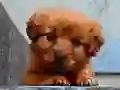 Игра Пъзел с М Puppy онлайн