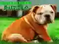 Игра Пъзел с булдожко кученце онлайн