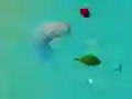 Игра ЩастливиАкули.io онлайн Игра ЩастливиАкули.io онлайн