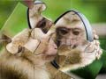 Игра Пъзел Шимпанзе онлайн