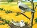 Игра Пъзел Хищни Птици онлайн